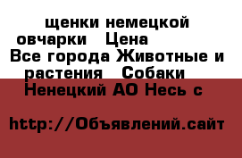 щенки немецкой овчарки › Цена ­ 15 000 - Все города Животные и растения » Собаки   . Ненецкий АО,Несь с.